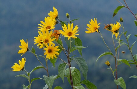 Topinambur, Foto, arhiv Zavoda Symbiosis